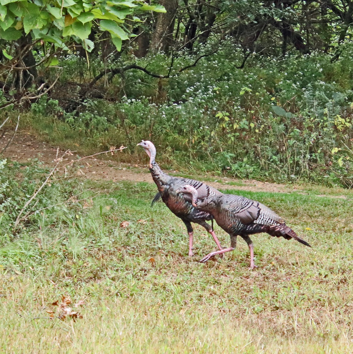 Wild Turkey - ML624228614