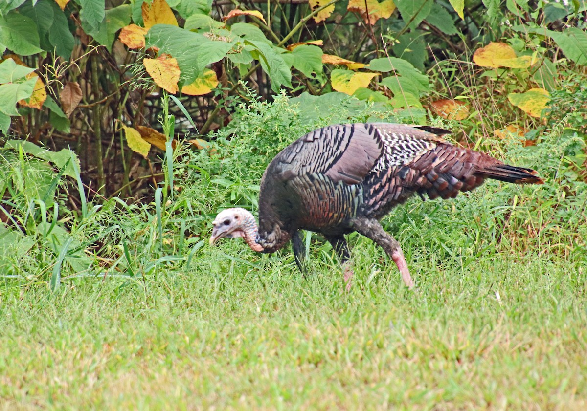 Wild Turkey - ML624228615