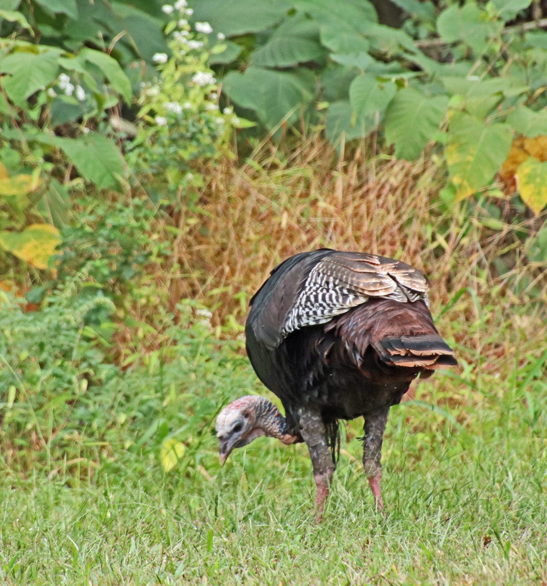 Wild Turkey - ML624228616