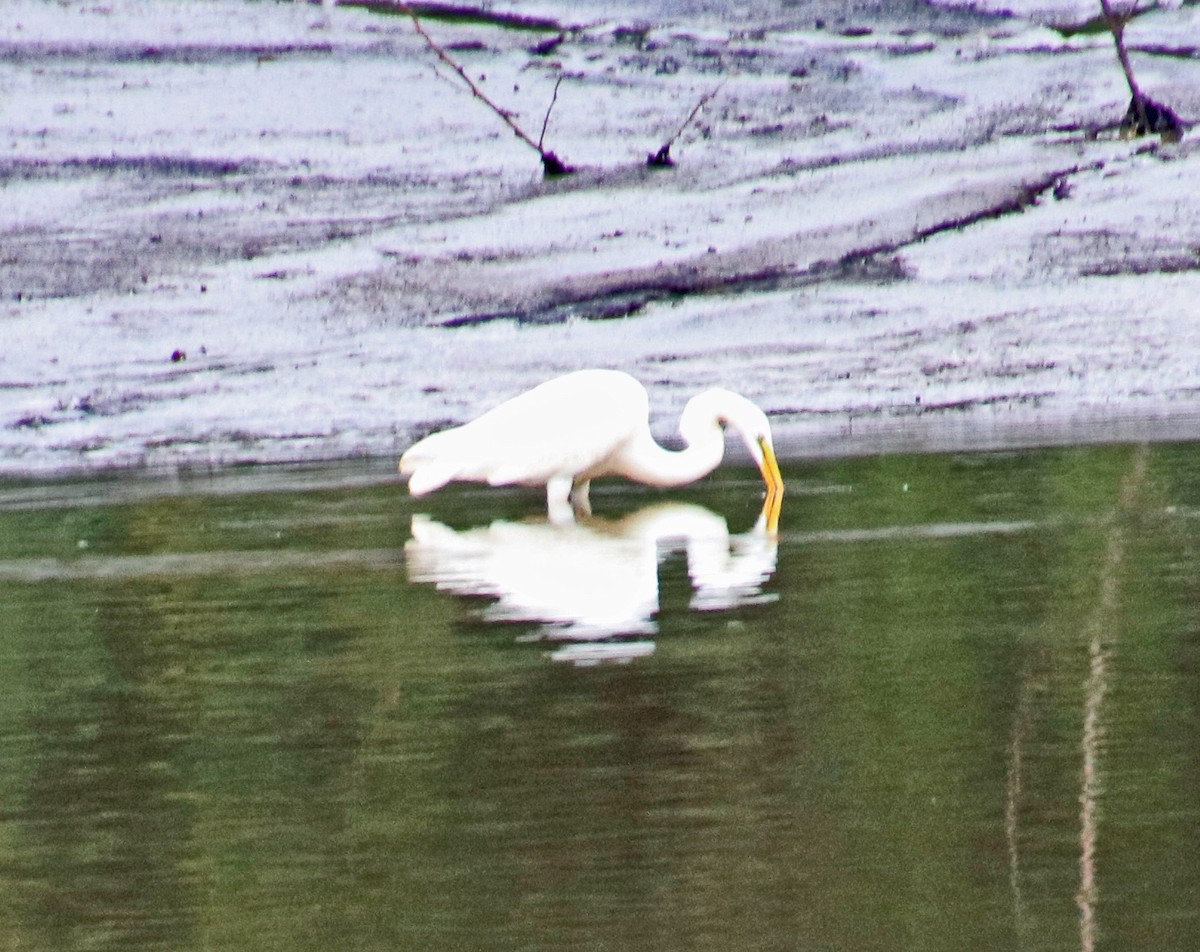 Great Egret - ML624228634