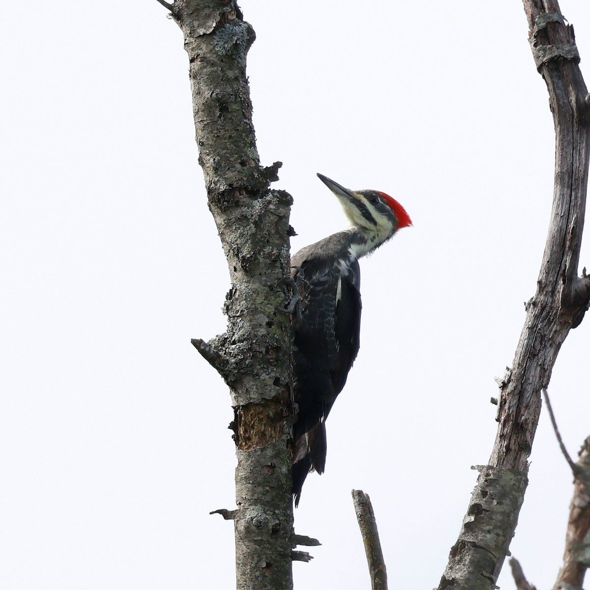 Pileated Woodpecker - ML624228644