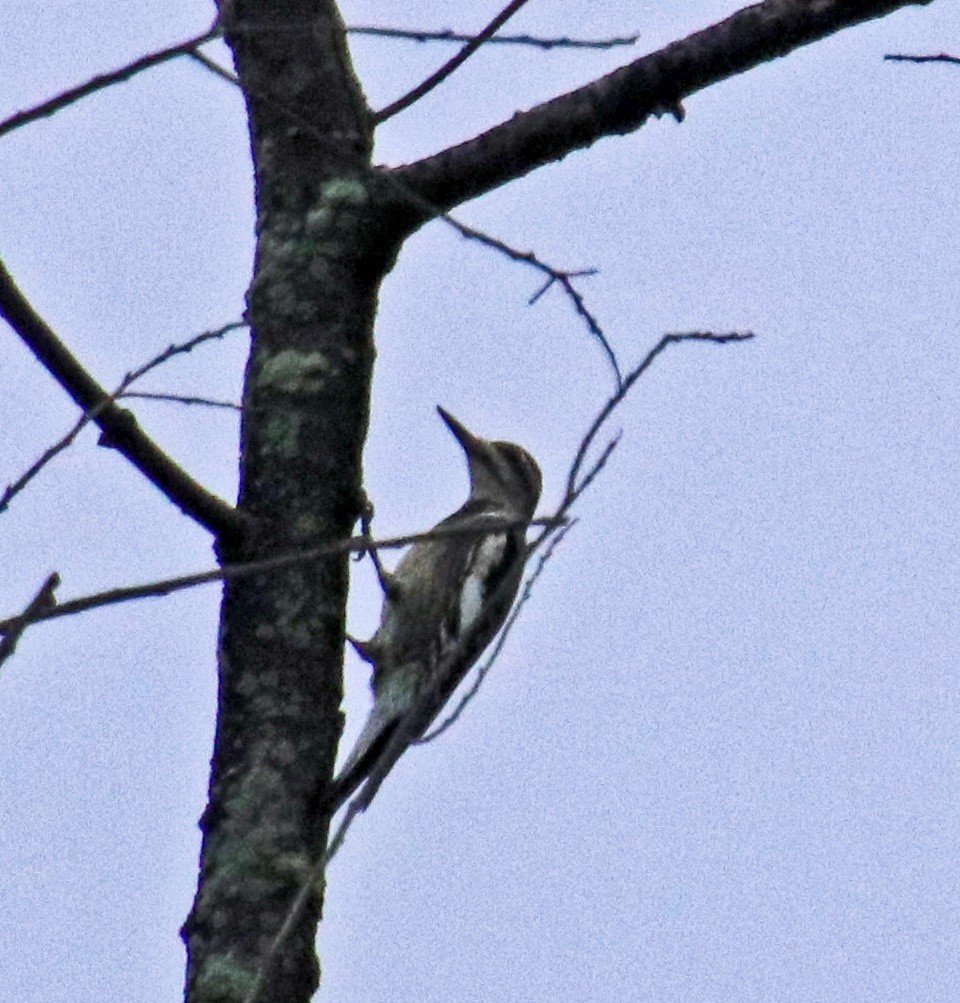 Yellow-bellied Sapsucker - ML624228647