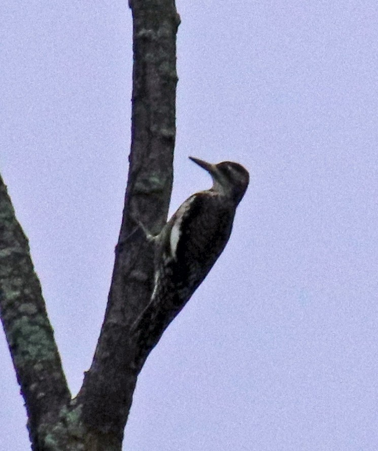 Yellow-bellied Sapsucker - ML624228648