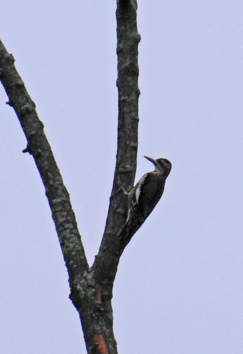 Yellow-bellied Sapsucker - ML624228649