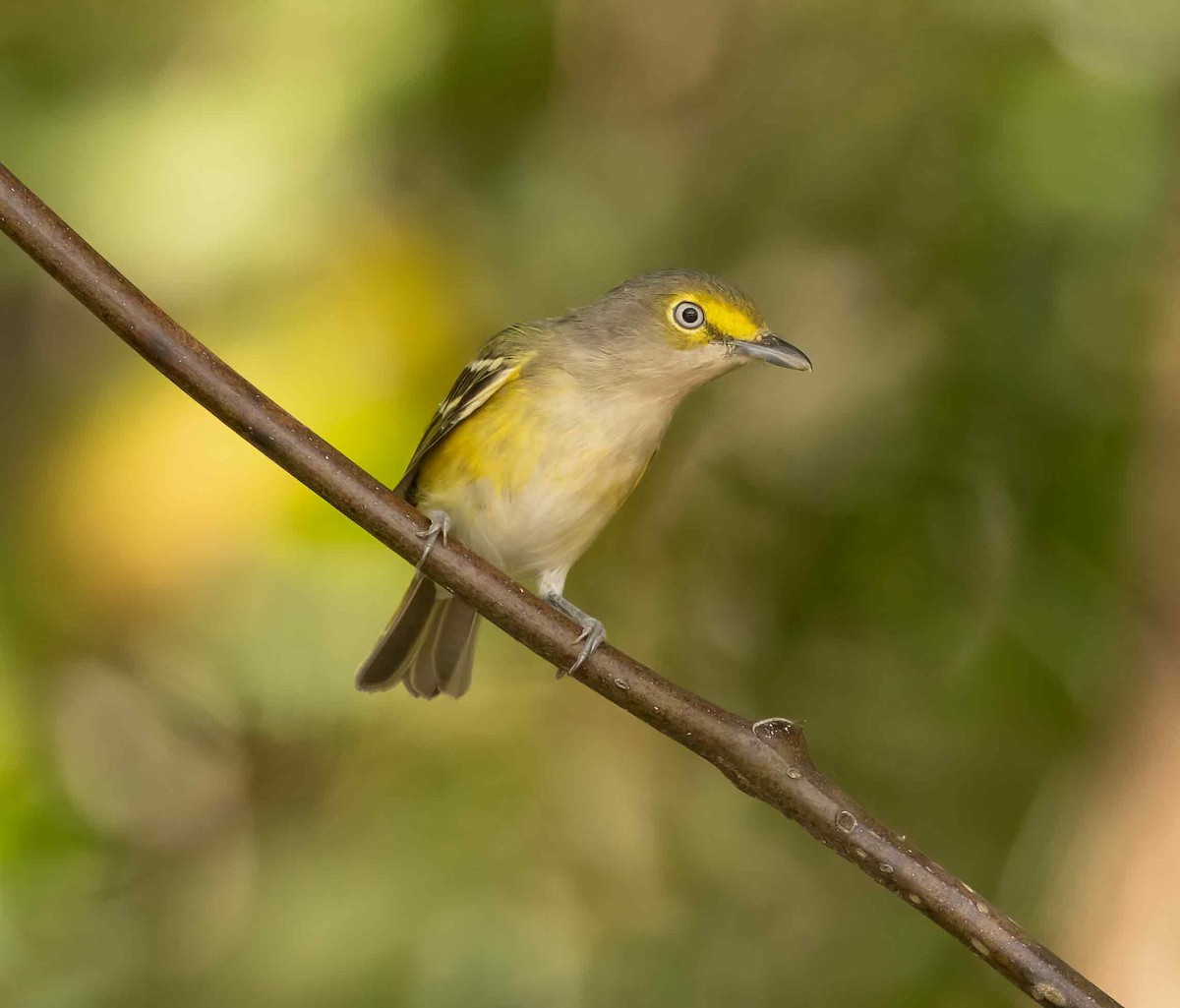 White-eyed Vireo - ML624228653