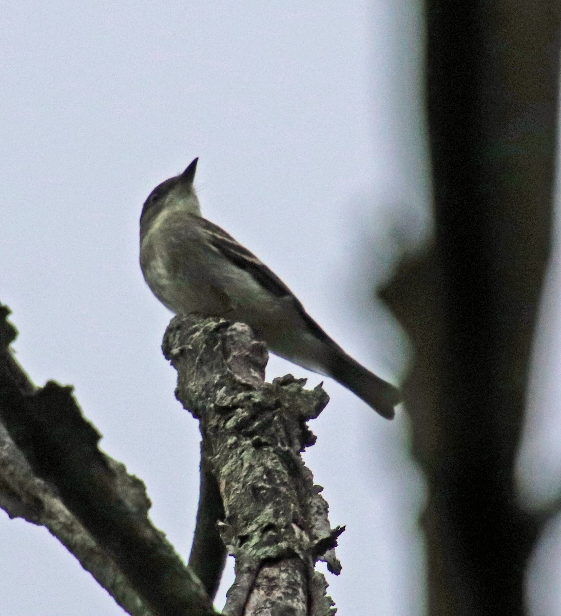 Eastern Phoebe - ML624228655