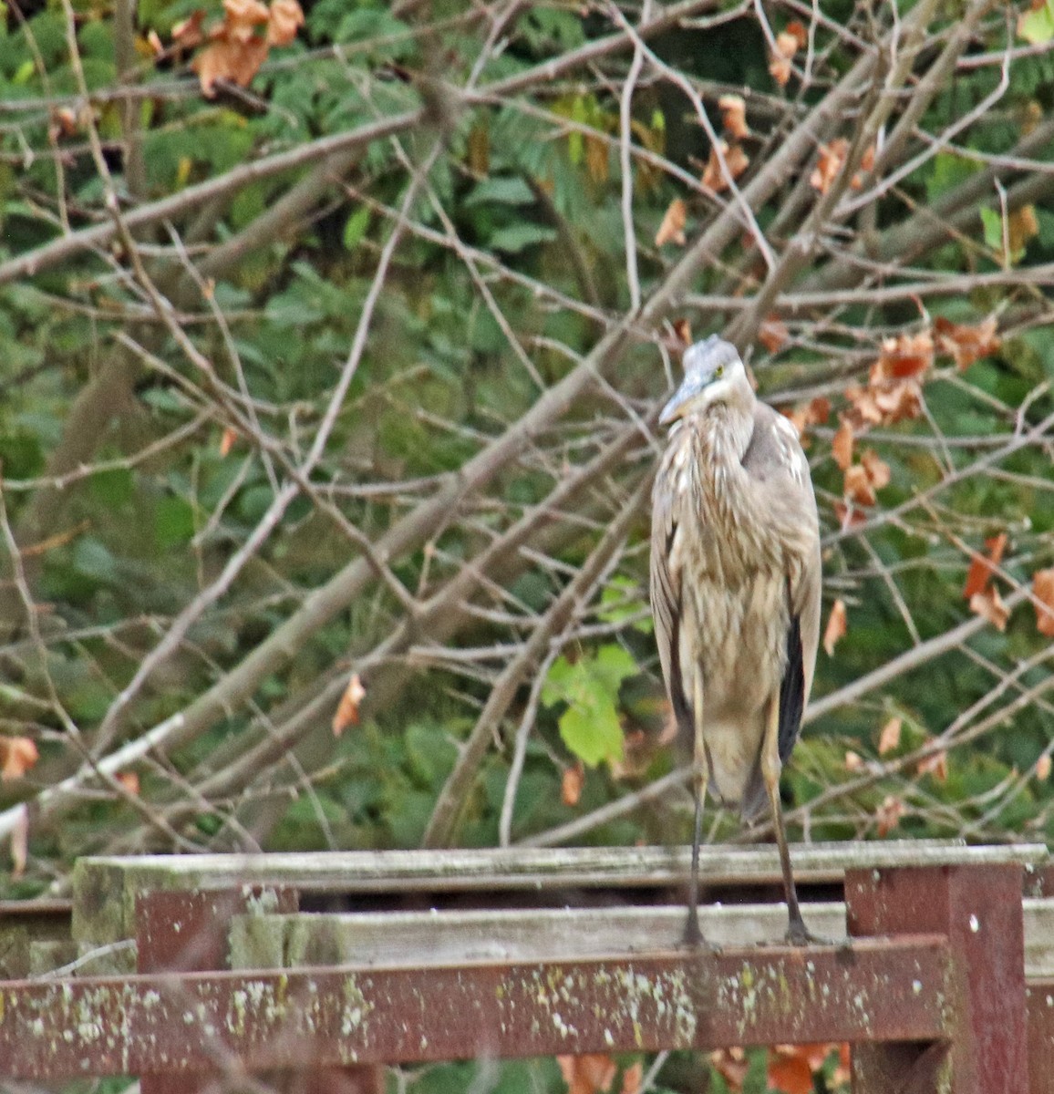 Great Blue Heron - ML624228674