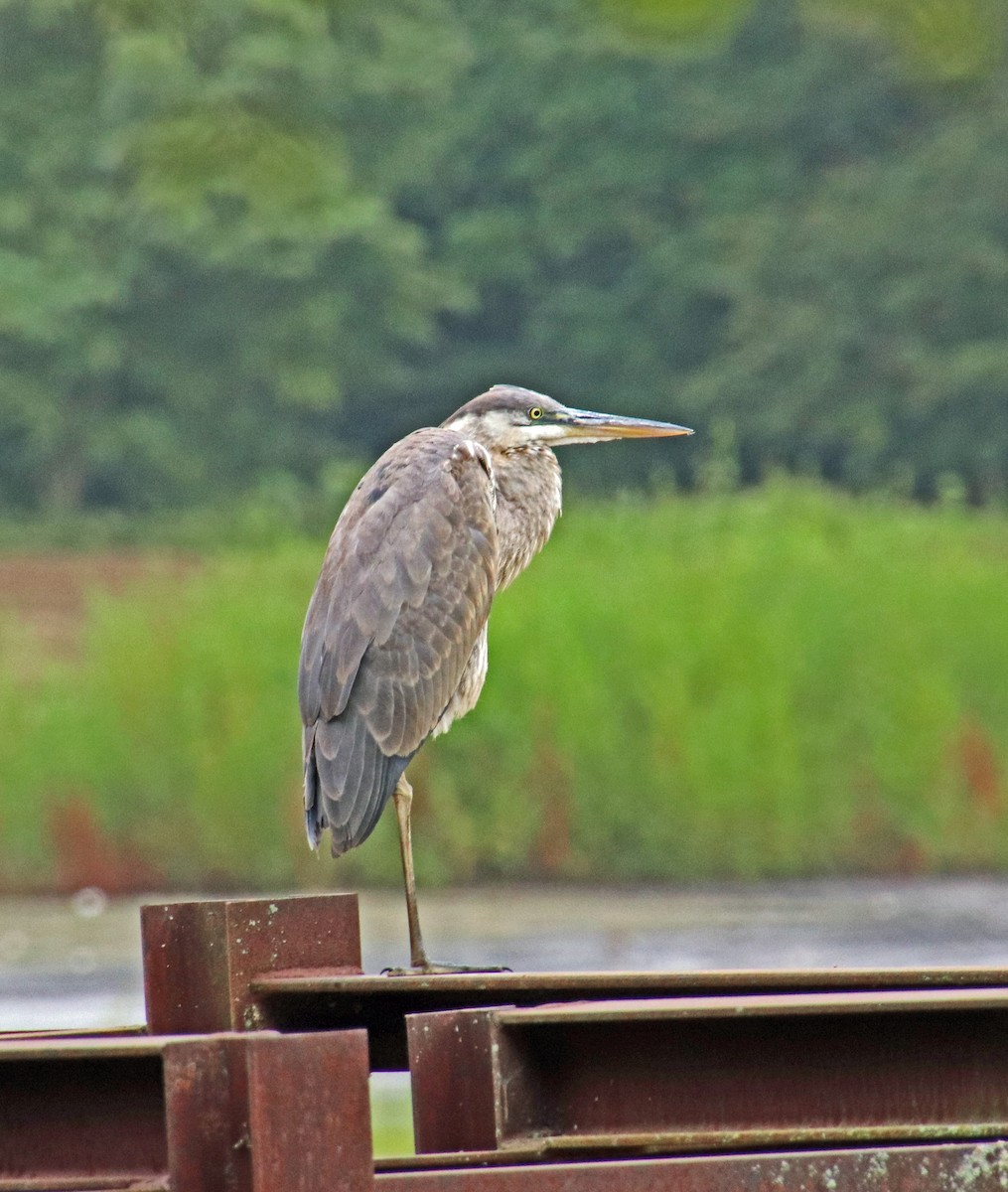 Great Blue Heron - ML624228675