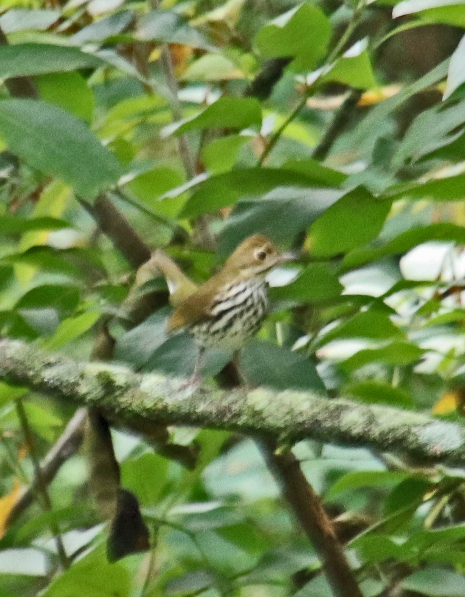 Ovenbird - ML624228691