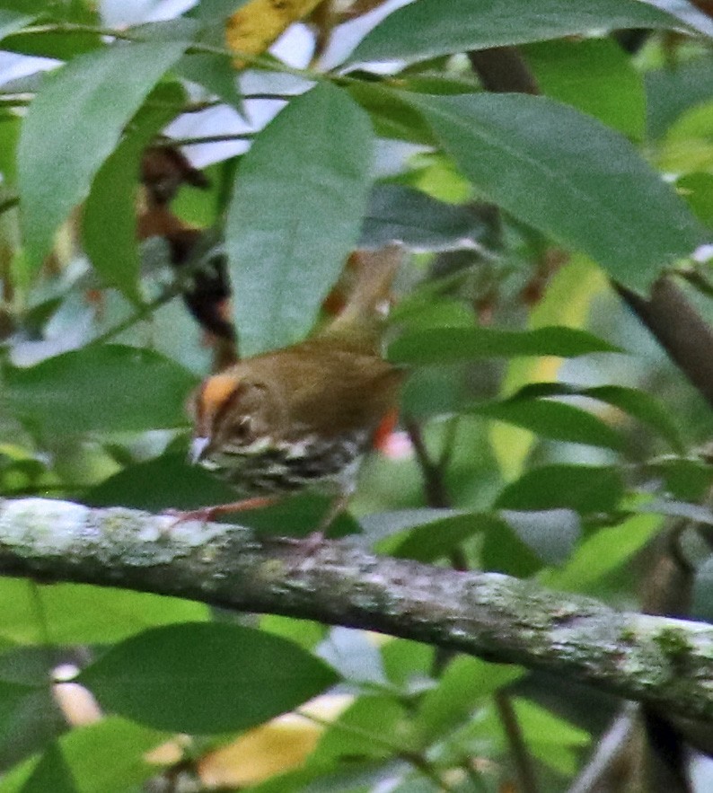 Ovenbird - ML624228692