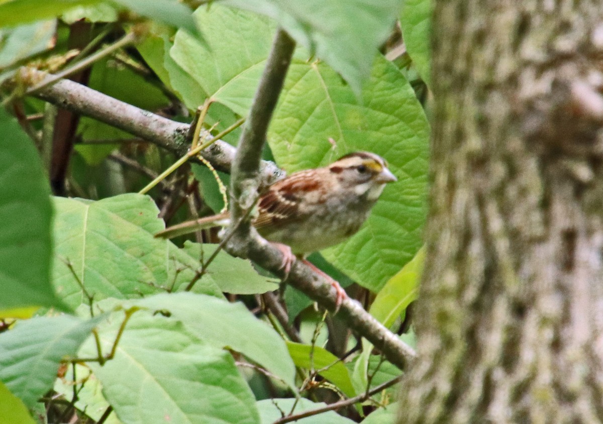 White-throated Sparrow - ML624228699