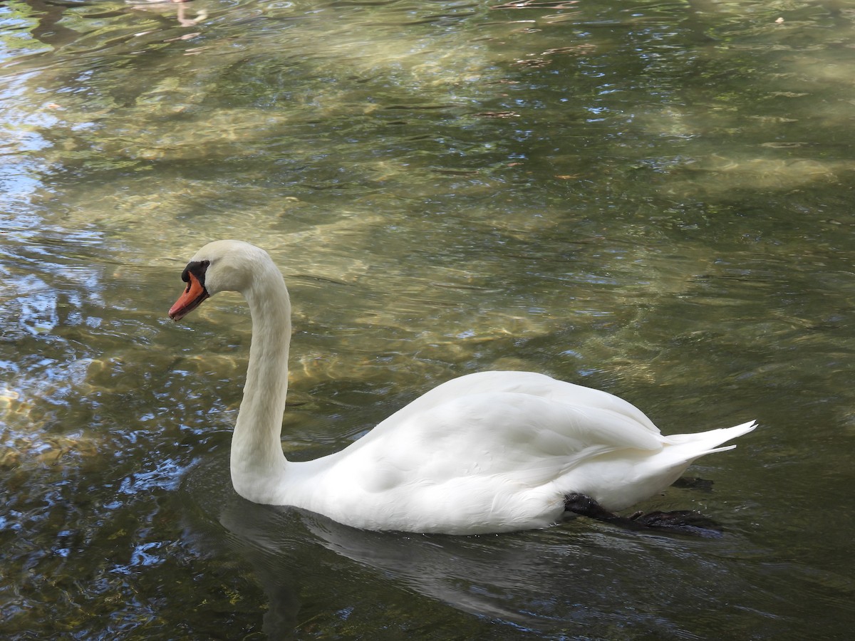 Mute Swan - ML624228737