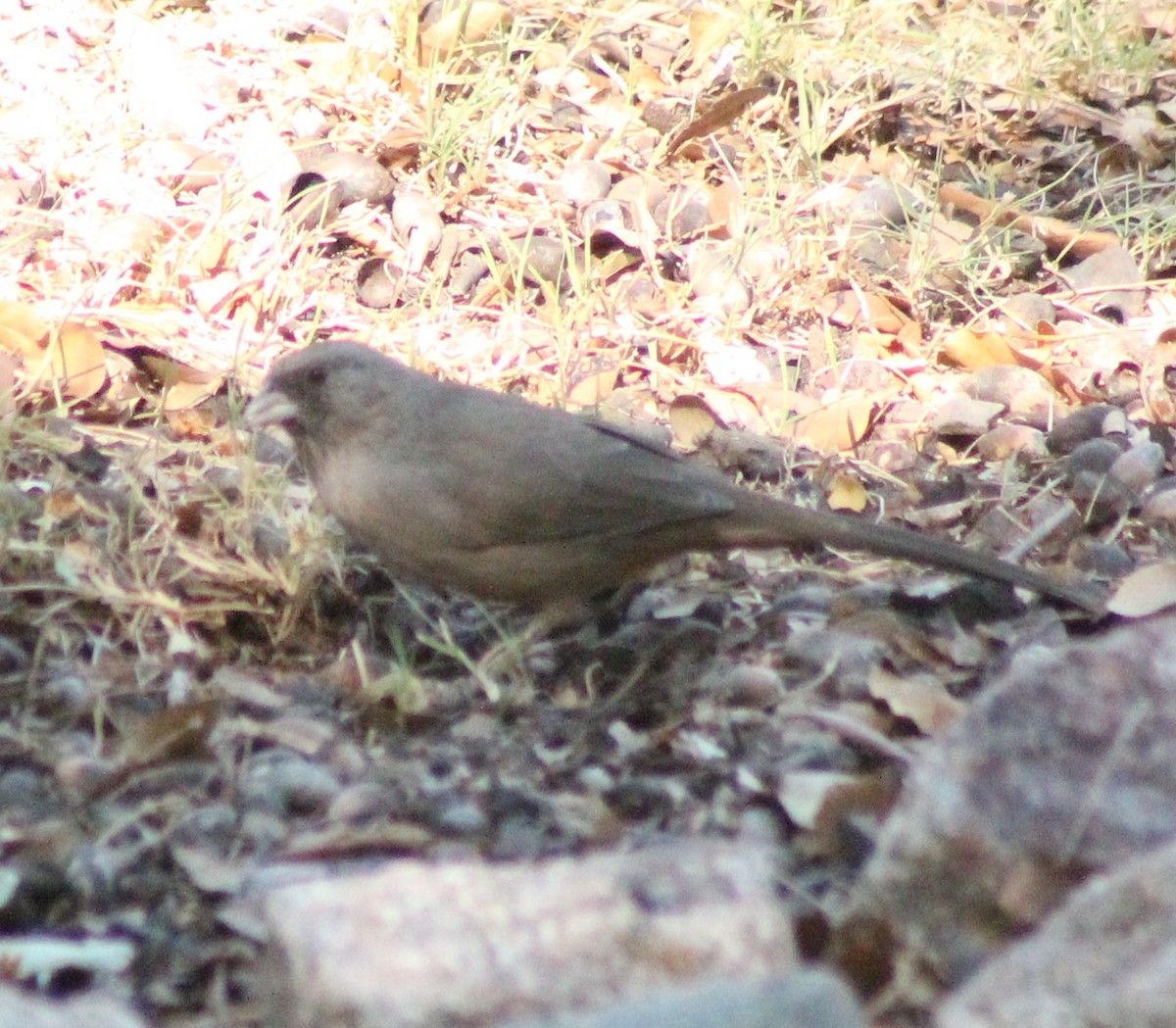 Abert's Towhee - Madhavi Babtiwale