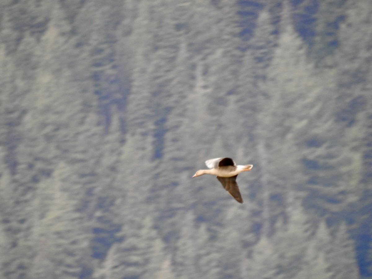 Greater White-fronted Goose - ML624228804