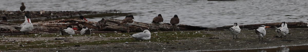 Royal Tern - ML624228805