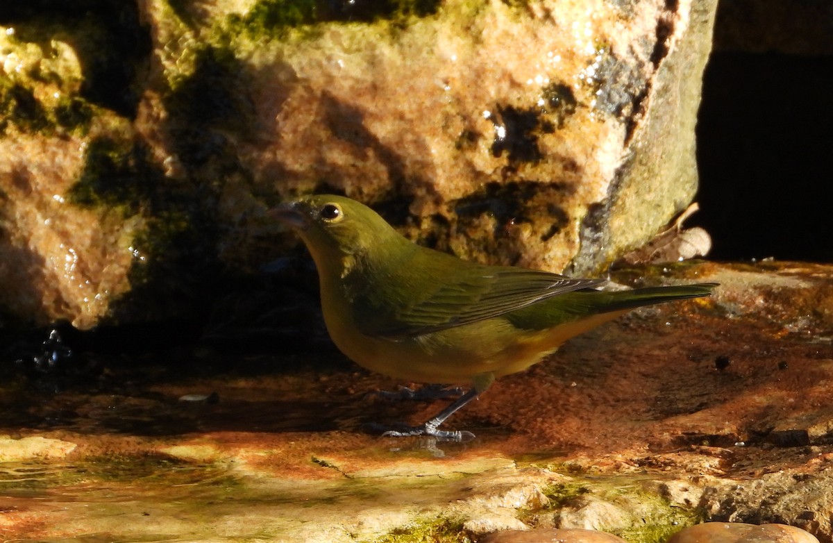 Painted Bunting - ML624228819