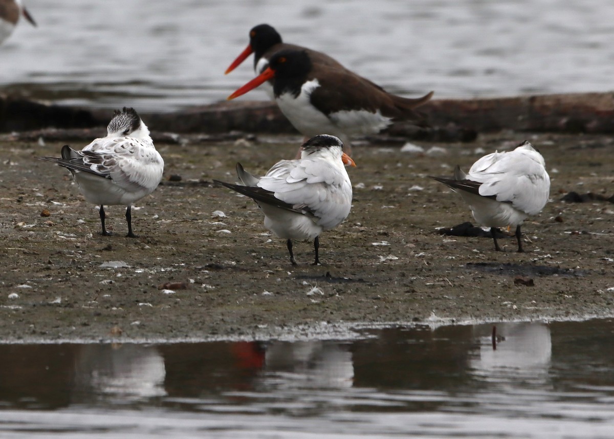 Royal Tern - ML624228821