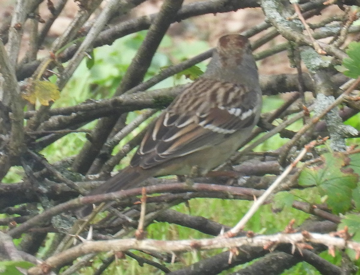 White-crowned Sparrow - ML624228832