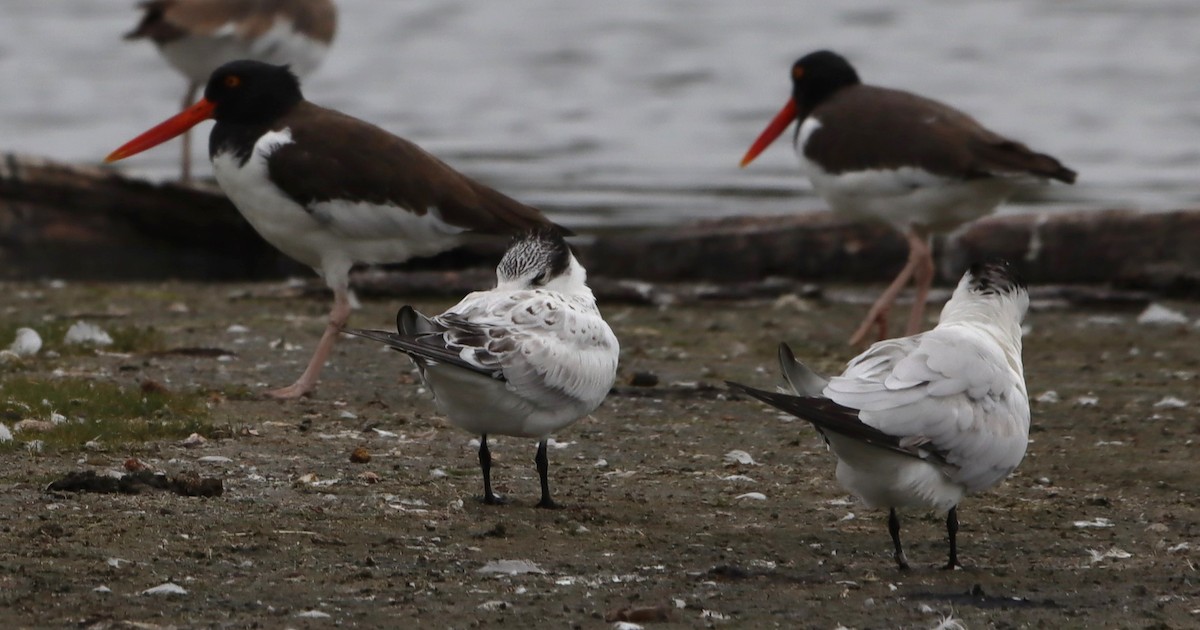 Royal Tern - ML624228852
