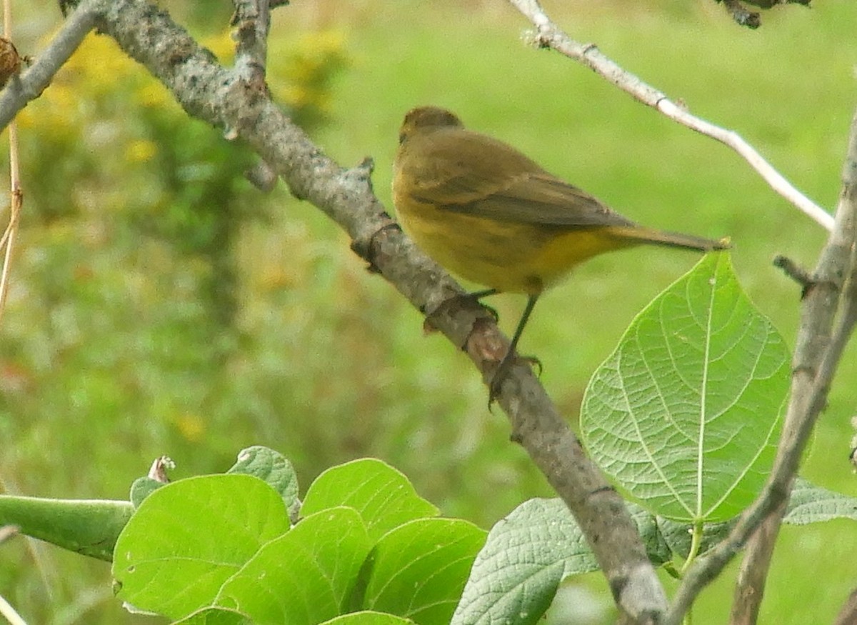 Palm Warbler - ML624228858