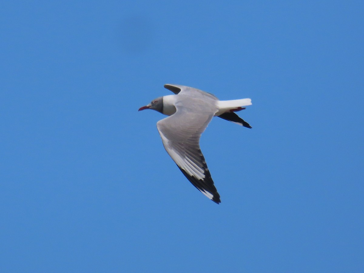 Gray-hooded Gull - ML624228876