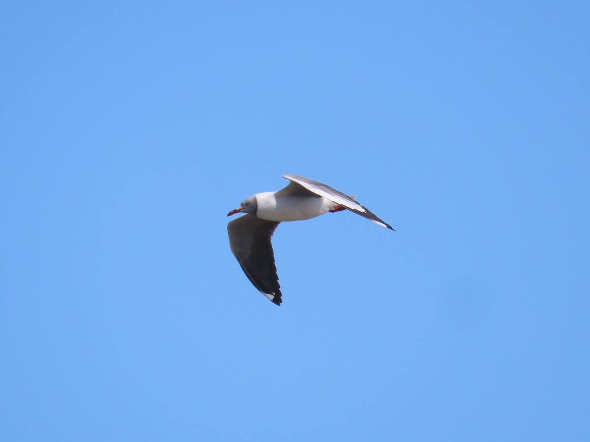 Gray-hooded Gull - ML624228877