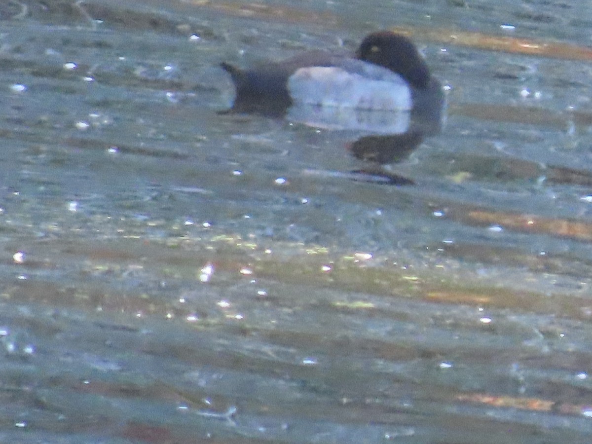 Greater Scaup - Martha Pallin