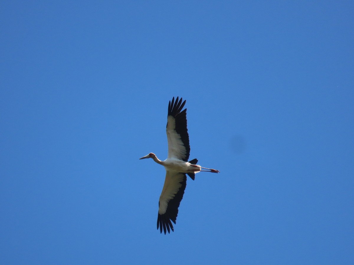 Maguari Stork - ML624228927