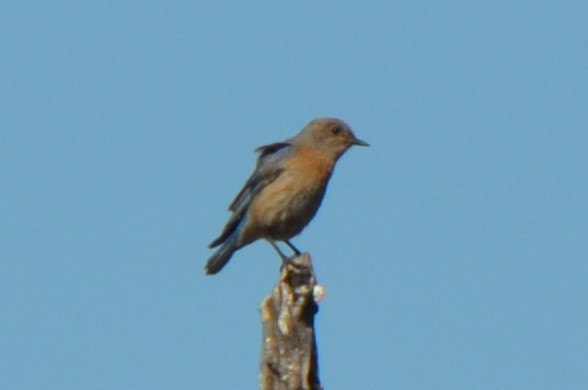 Western Bluebird - ML624228940