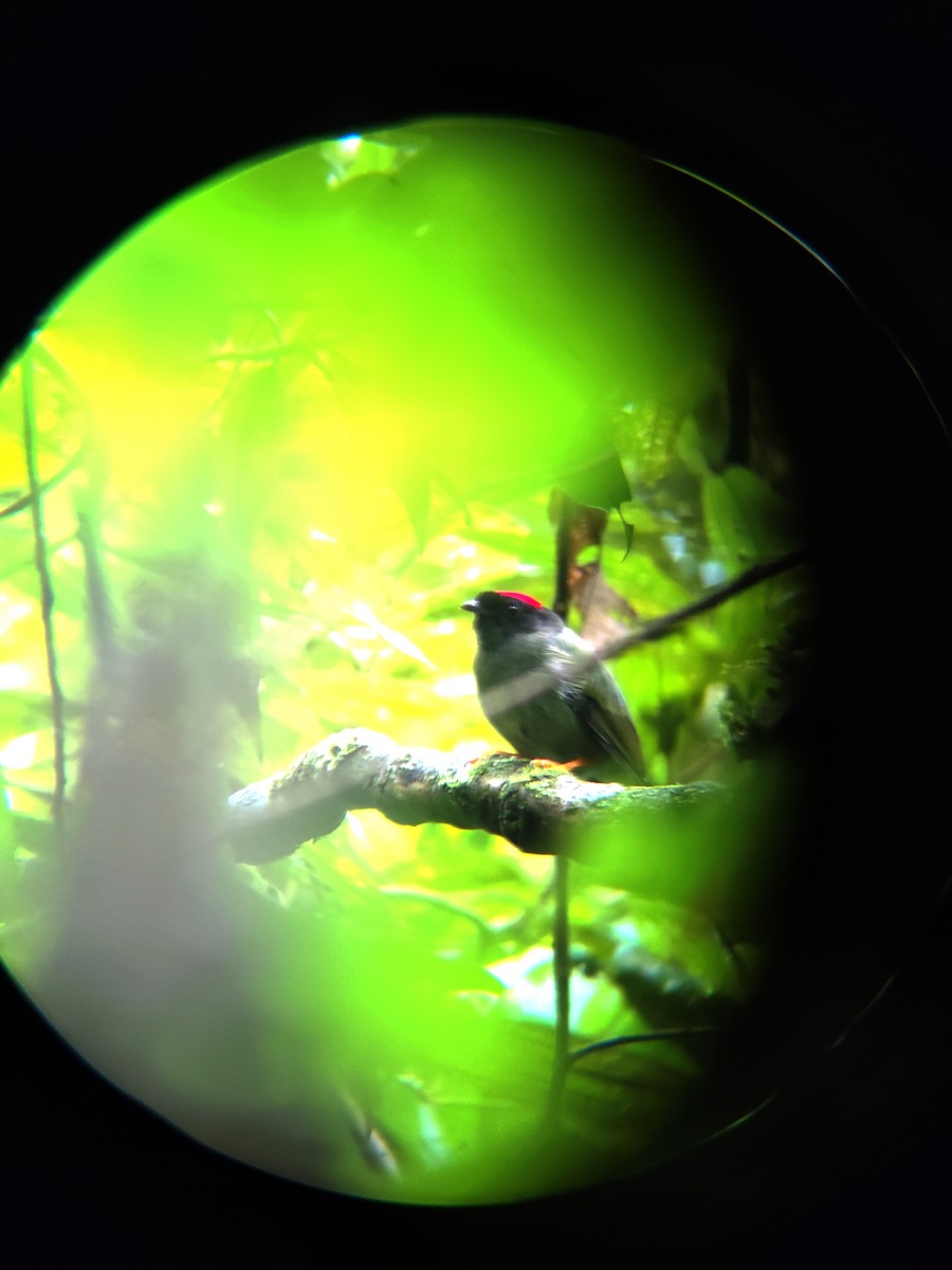 Long-tailed Manakin - ML624228941