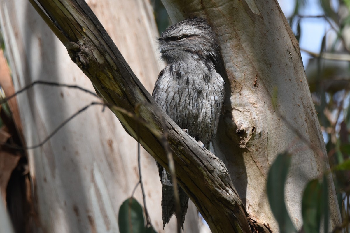 Tawny Frogmouth - ML624228963