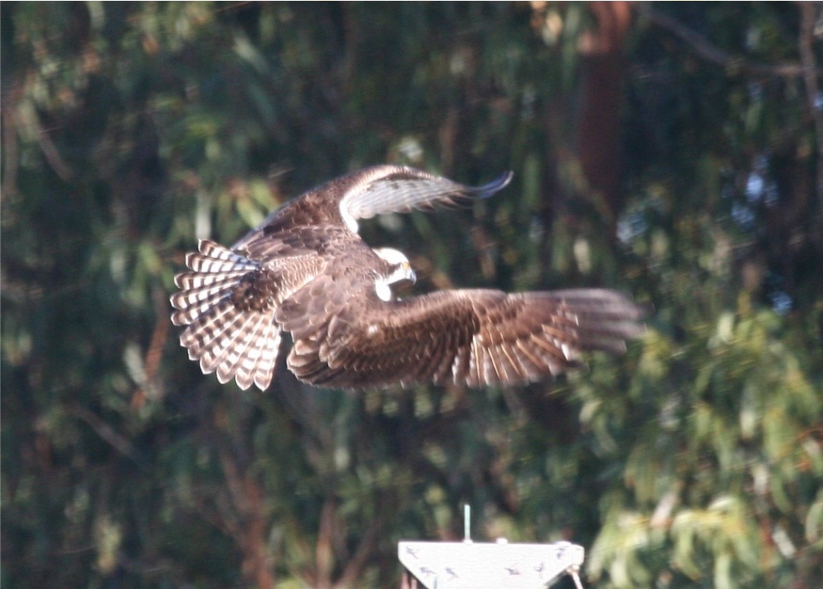 Osprey - Linda Dalton