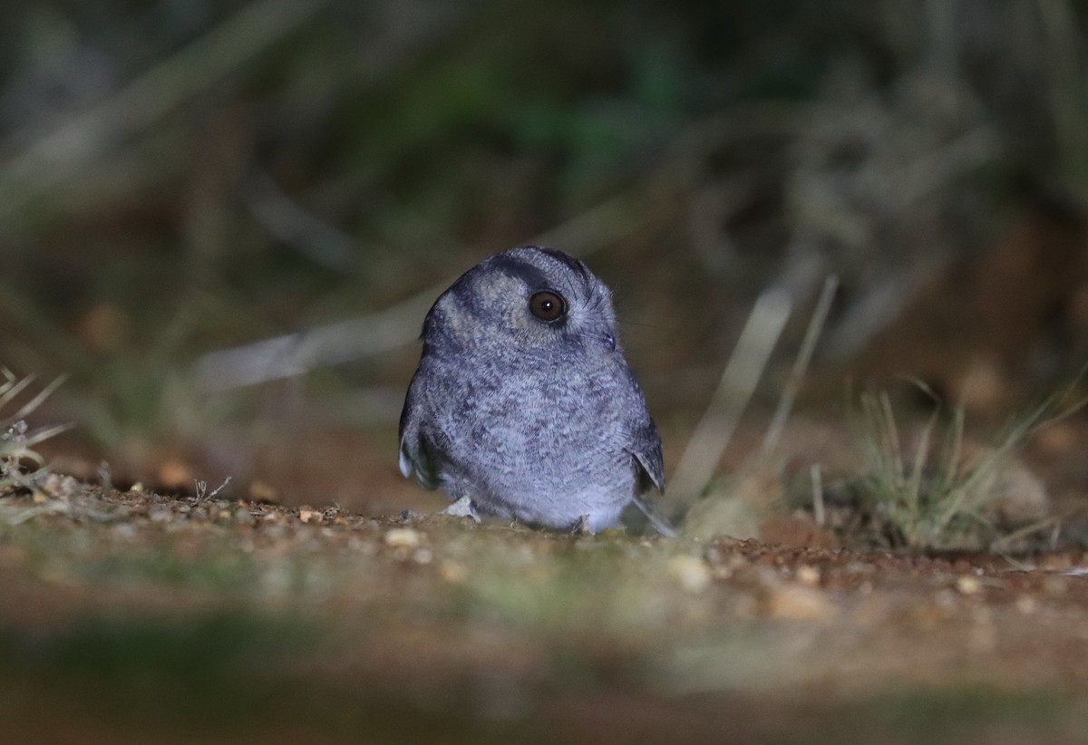 Australian Owlet-nightjar - ML624229100