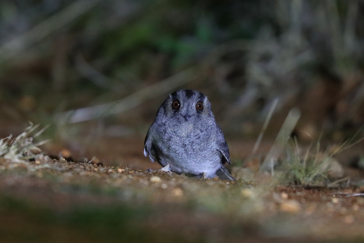 Australian Owlet-nightjar - ML624229101