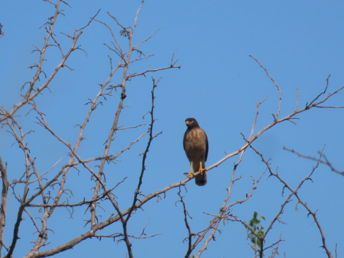 Wegebussard - ML624229104