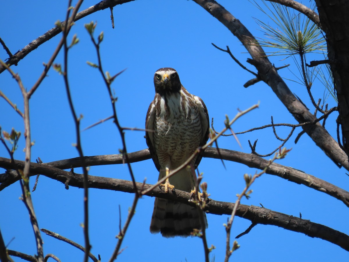 Roadside Hawk - Eric Pratt