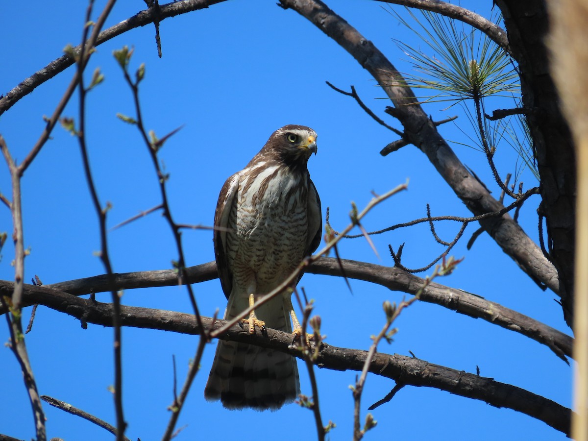 Wegebussard - ML624229108