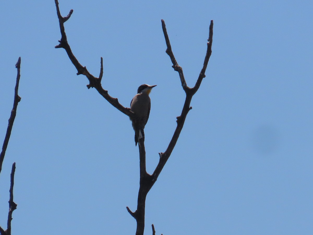 White-fronted Woodpecker - Eric Pratt