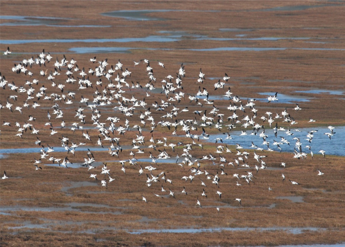 American Avocet - ML624229134