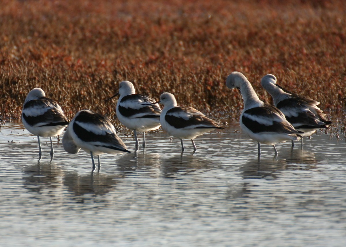 American Avocet - ML624229135