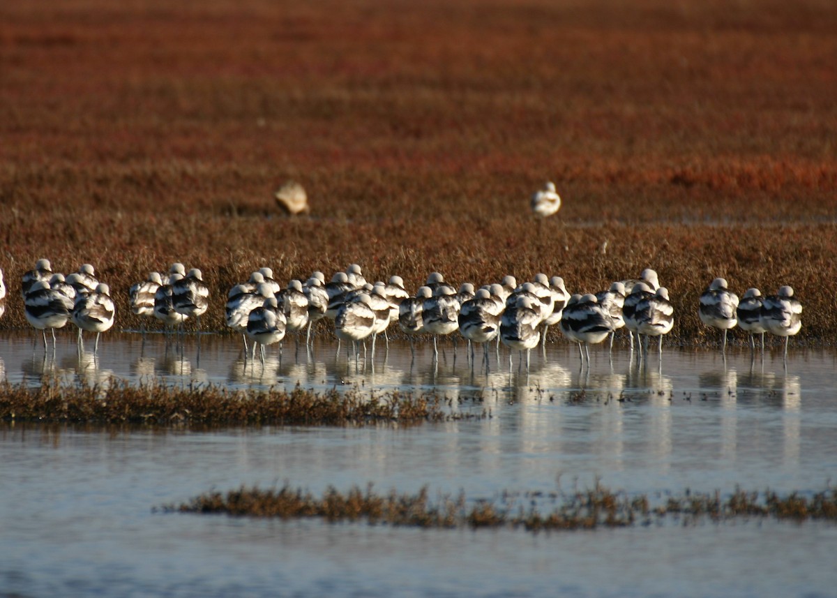 American Avocet - ML624229136