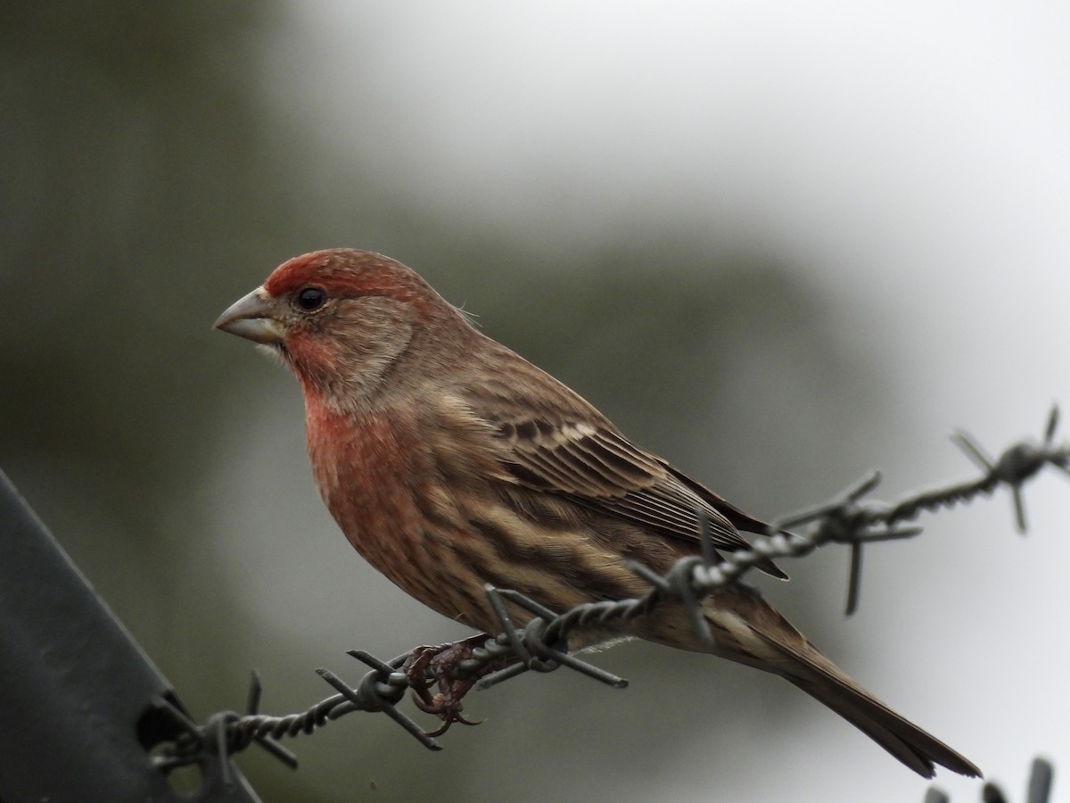 House Finch - ML624229149