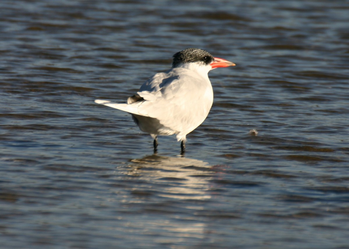 Caspian Tern - Linda Dalton