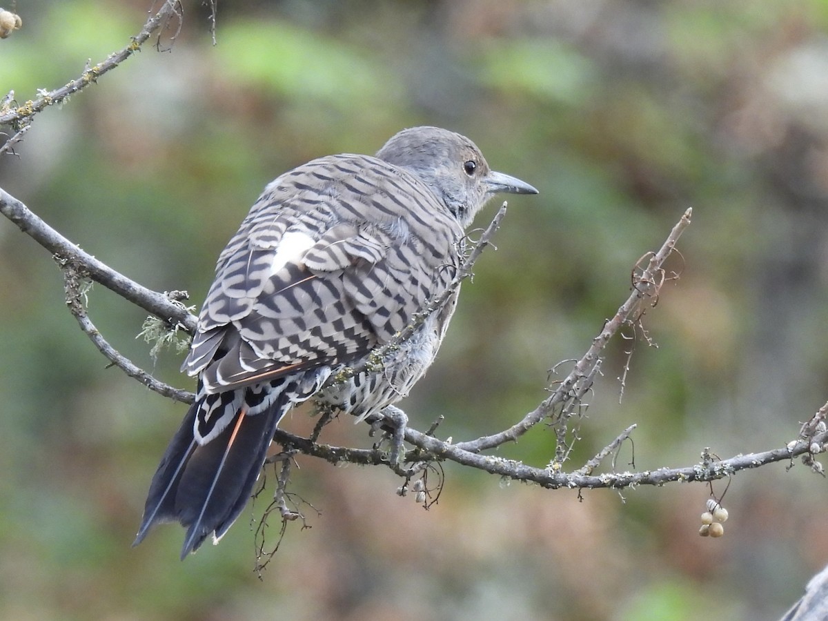 Northern Flicker (Red-shafted) - ML624229226