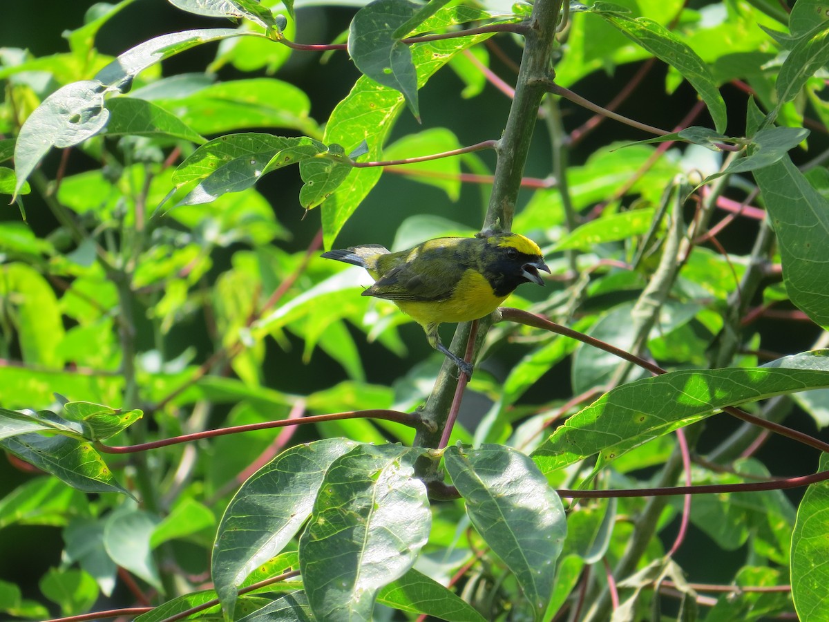Yellow-crowned Euphonia - ML624229242