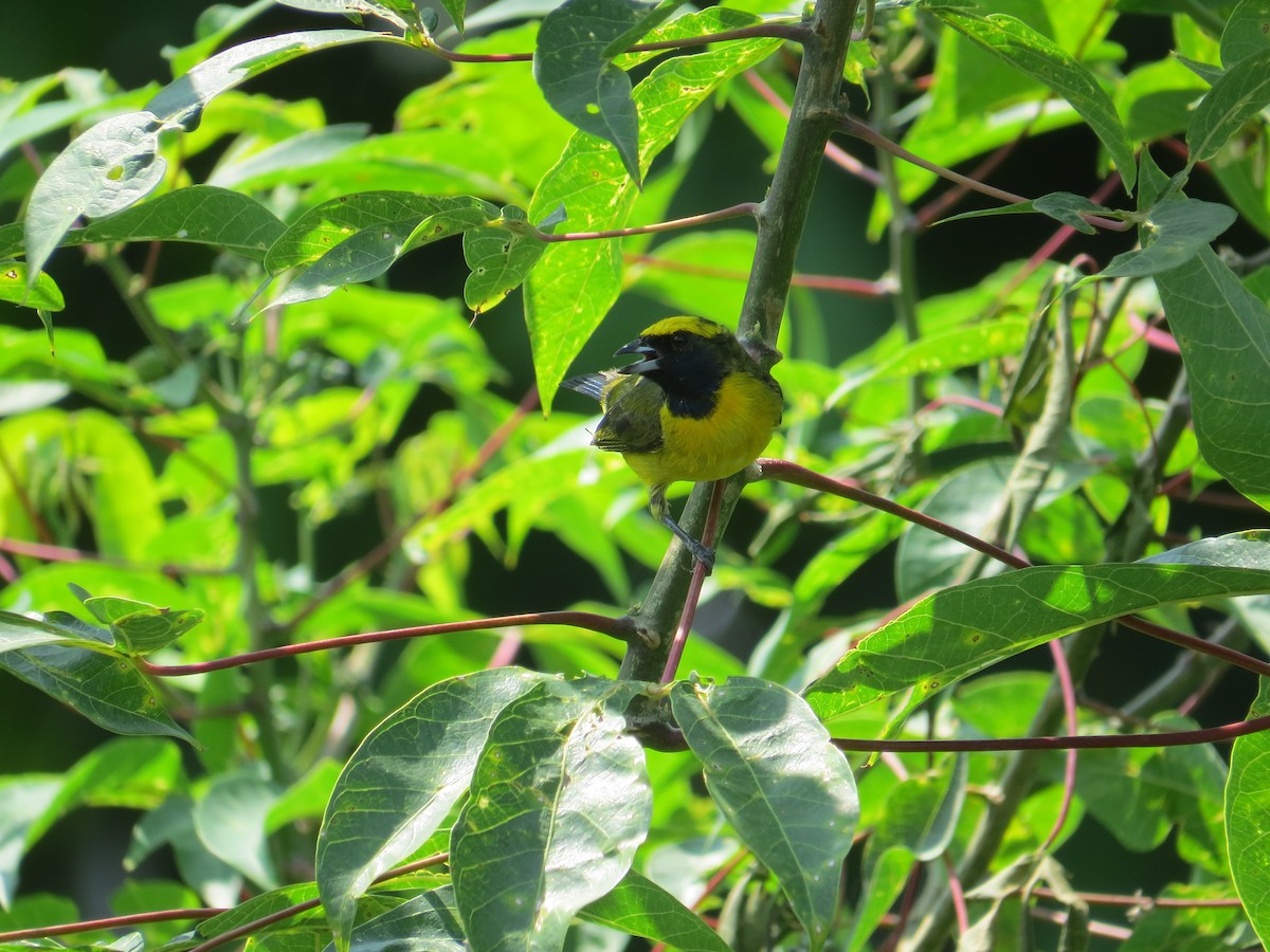 Yellow-crowned Euphonia - ML624229244