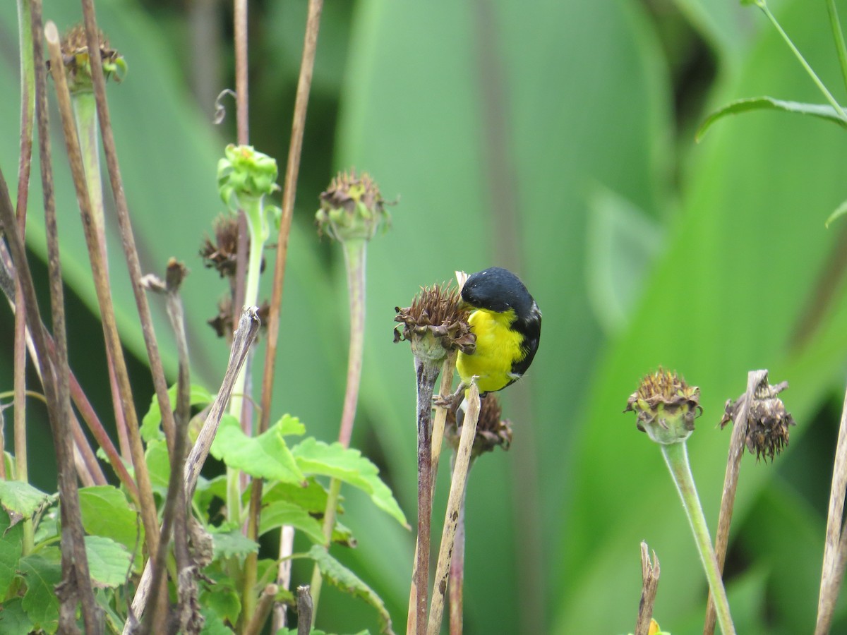 Lesser Goldfinch - ML624229252
