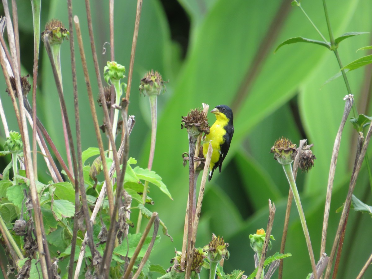 Lesser Goldfinch - ML624229253