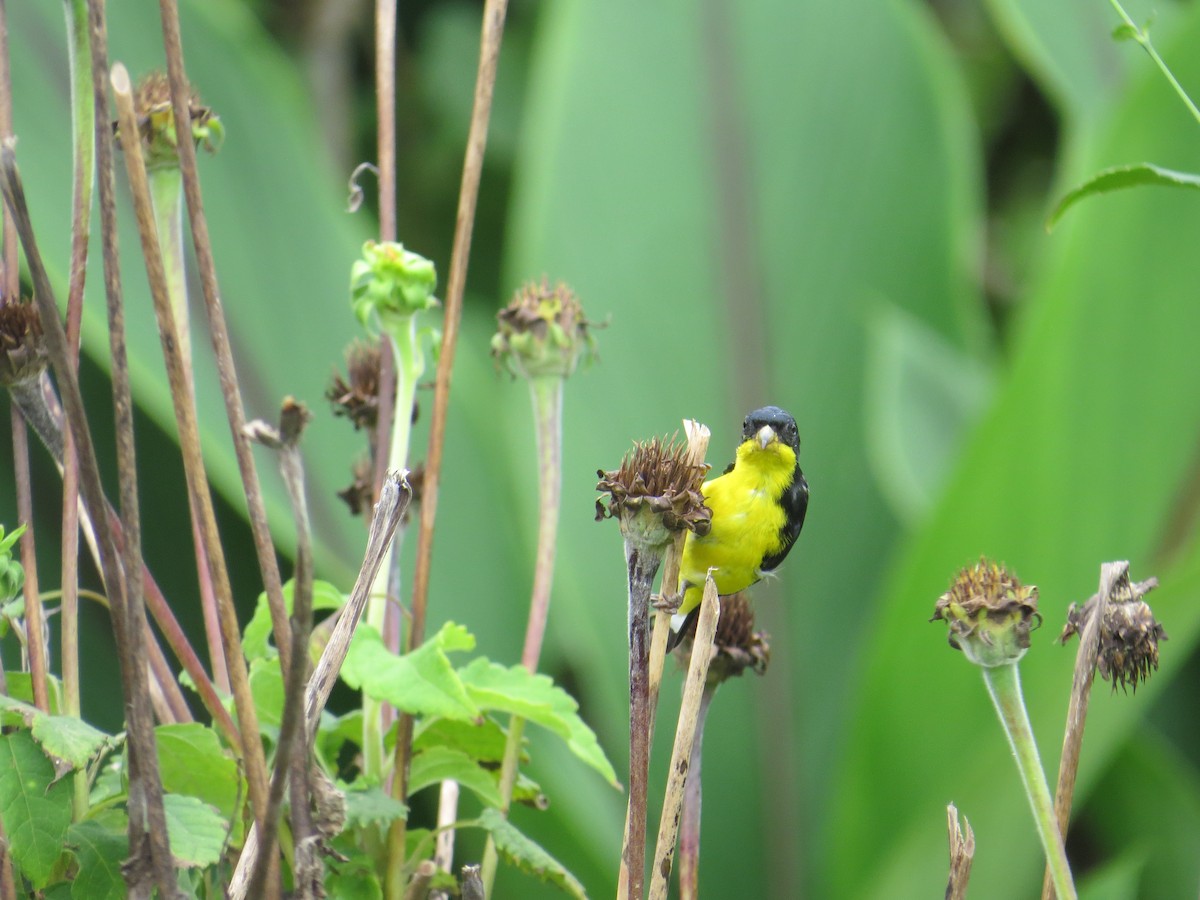 Lesser Goldfinch - ML624229254
