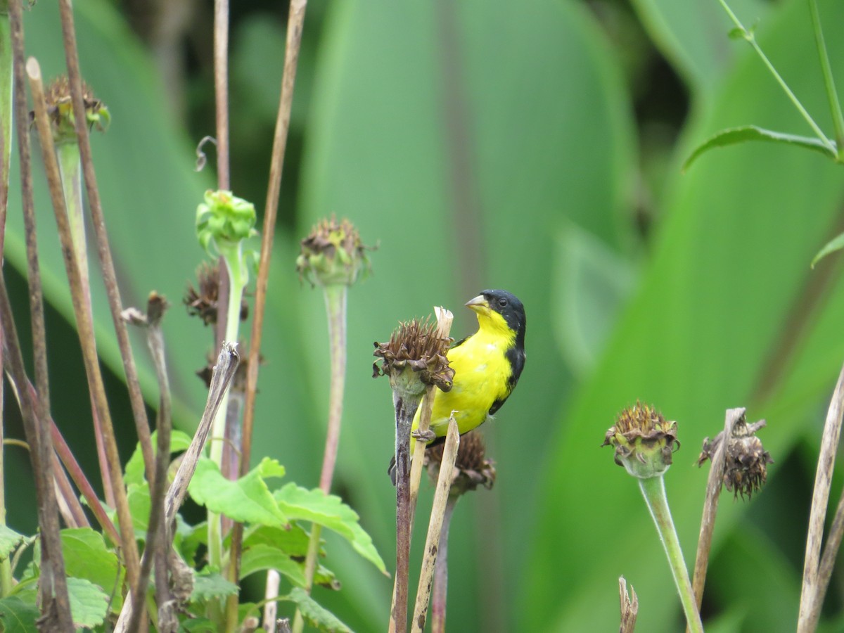 Lesser Goldfinch - ML624229256